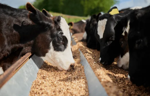 A Custom Animal Food Sales App