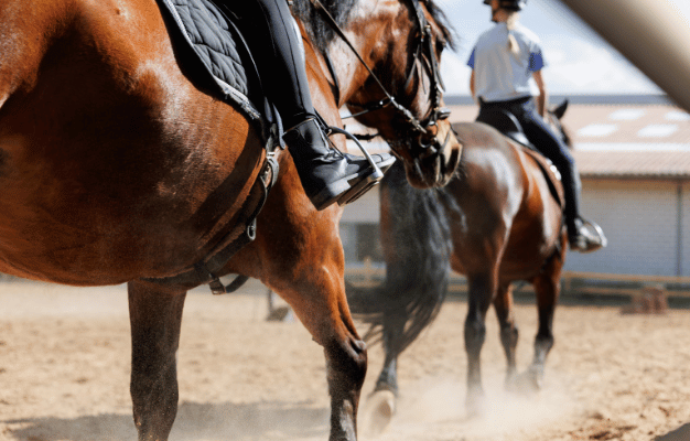 A Functional Riding School Web Portal